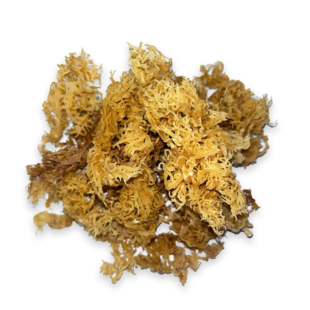 Gold Sea Moss 100% Biologisch – 92 Mineralen voor Energie & Gezondheid